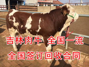 【黑龙江省肉牛养殖基地在哪里肉牛行情怎么样】-